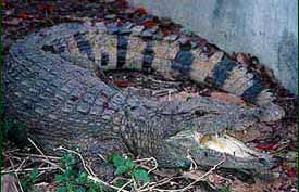 The Philippine crocodile lives in freshwater lakes, rivers and marches, where they feed on fish, water birds, lizards and snakes.  